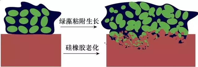 绿藻对电网复合绝缘子有何影响？华南理工大学发布研究成果